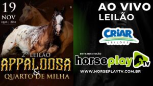 leilão ao vivo horse play tv (2)